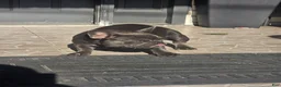 French Bulldog dogs for sale: Nola - Ad 2