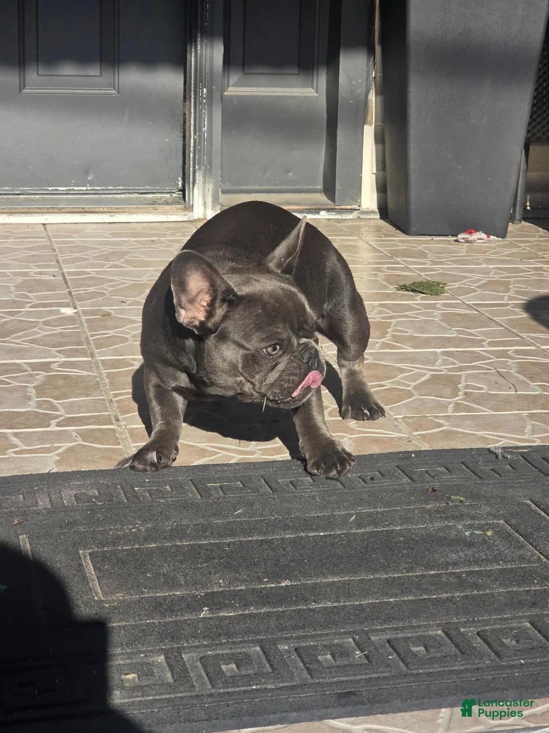 French Bulldog dogs for sale: Nola - Ad 2