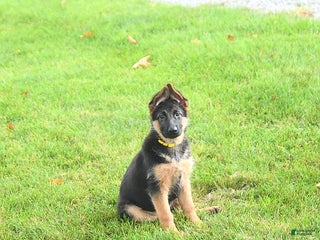 German Shepherd dogs - Ad 5