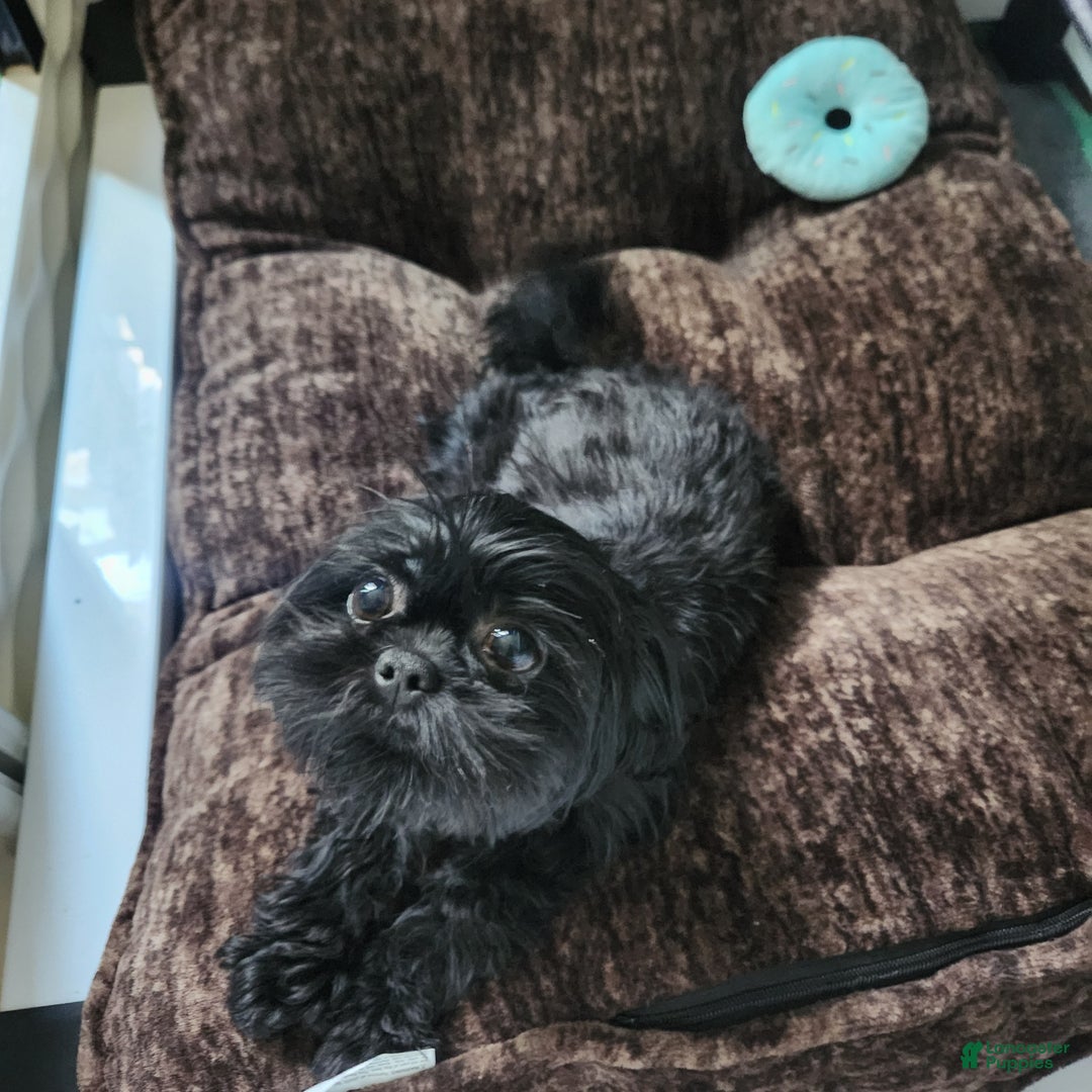 Shihpoo dogs for sale: Orange Collar Puppy 2 - Ad 8