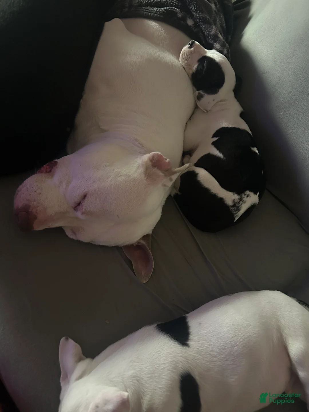 American Pit Bull Terrier dogs for sale: American Pit Bull Terrier Puppy 5 - Ad 1