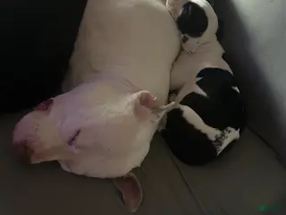 American Pit Bull Terrier dogs American Pit Bull Terrier Puppy 5 - Ad 23