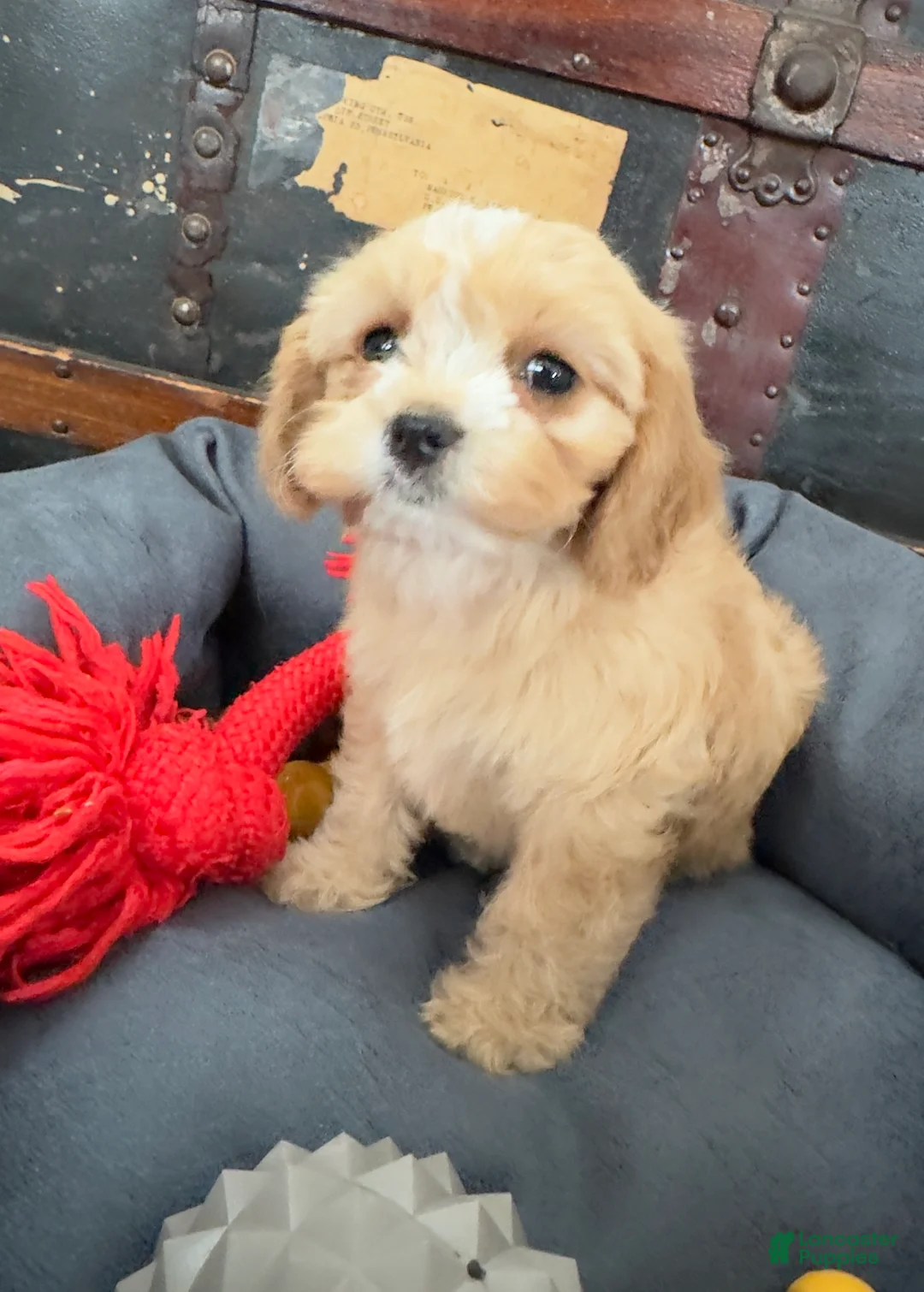 Cavapoo dogs for sale: Lexi - Ad 1