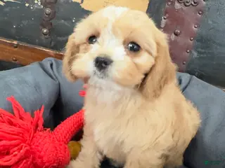 Cavapoo dogs Lexi - Ad 39