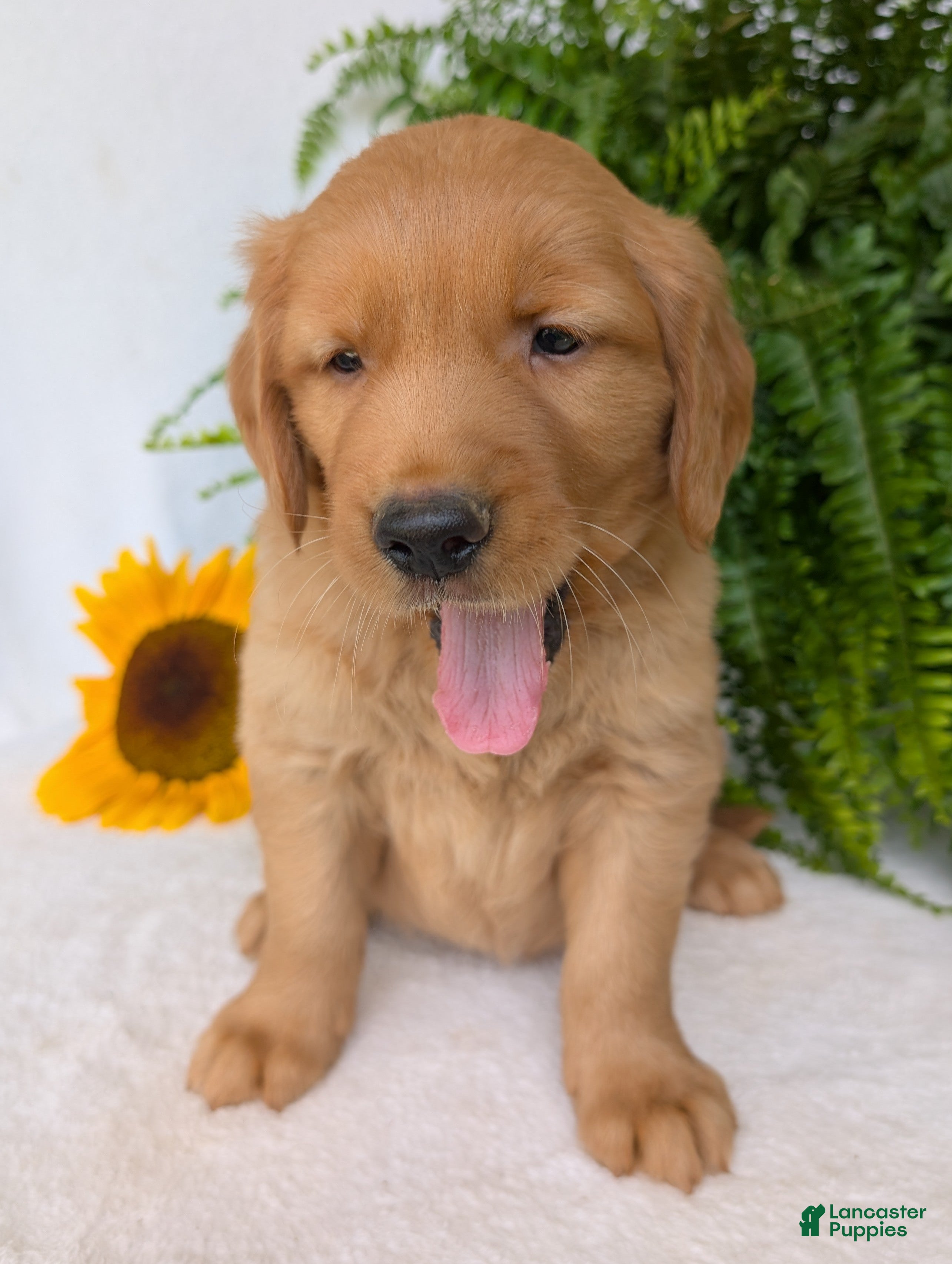 Golden Retriever dogs Buddy  - Ad 2