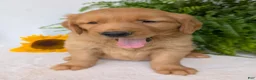 Golden Retriever dogs for sale: Buddy  - Ad 2