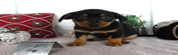 Chorkie dogs for sale: Chorkie 4 Peanut - Ad 2