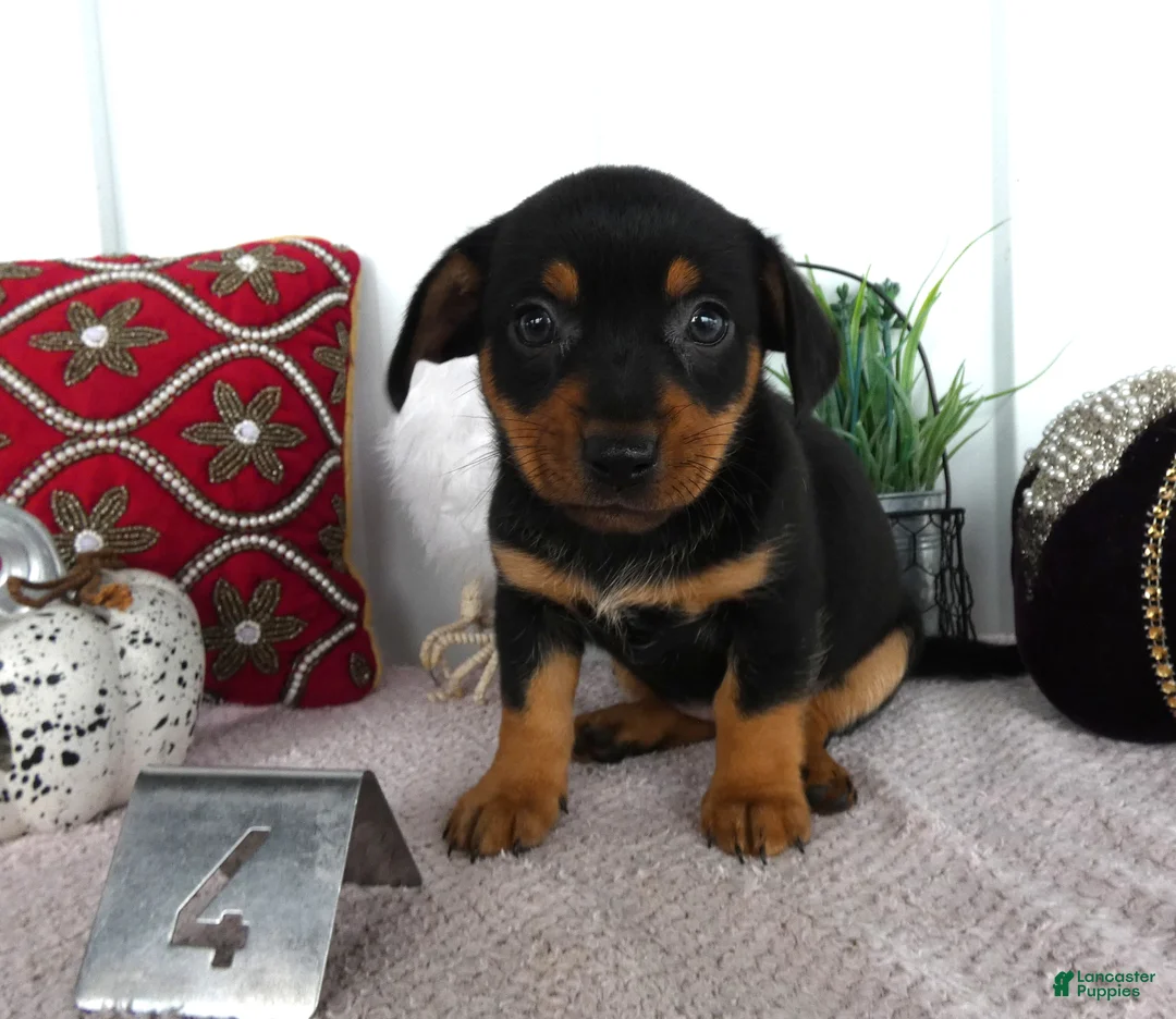 Chorkie dogs for sale: Chorkie 4 Peanut - Ad 2