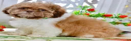 Shih Tzu dogs for sale: Brett - Ad 6