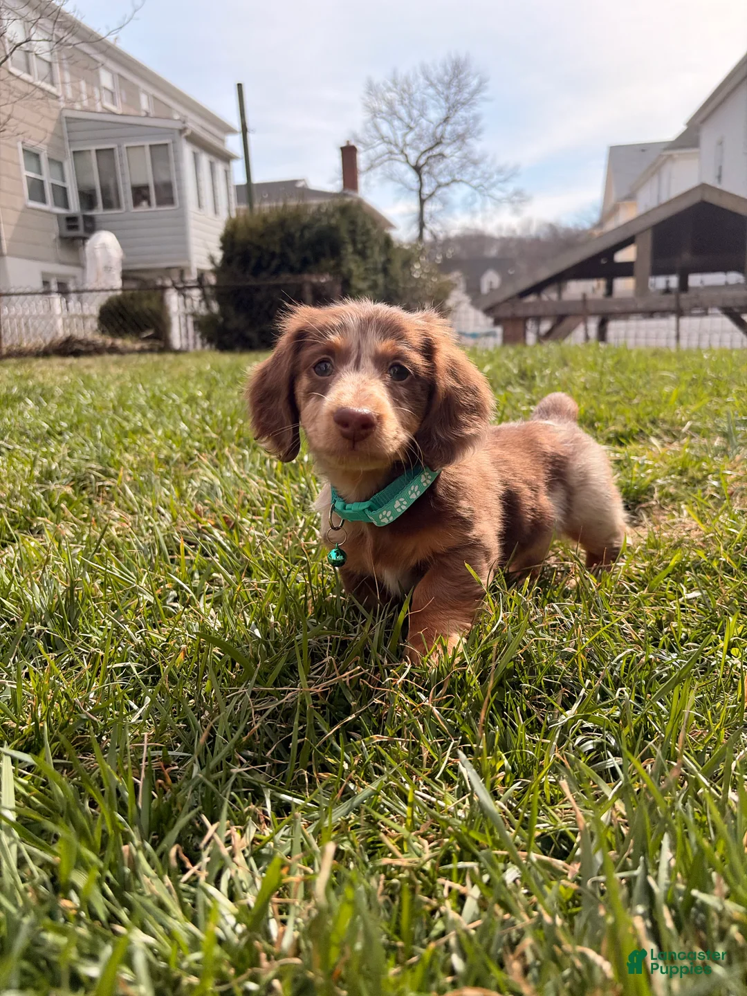 Miniature Dachshund dogs for sale: Comet - Ad 2