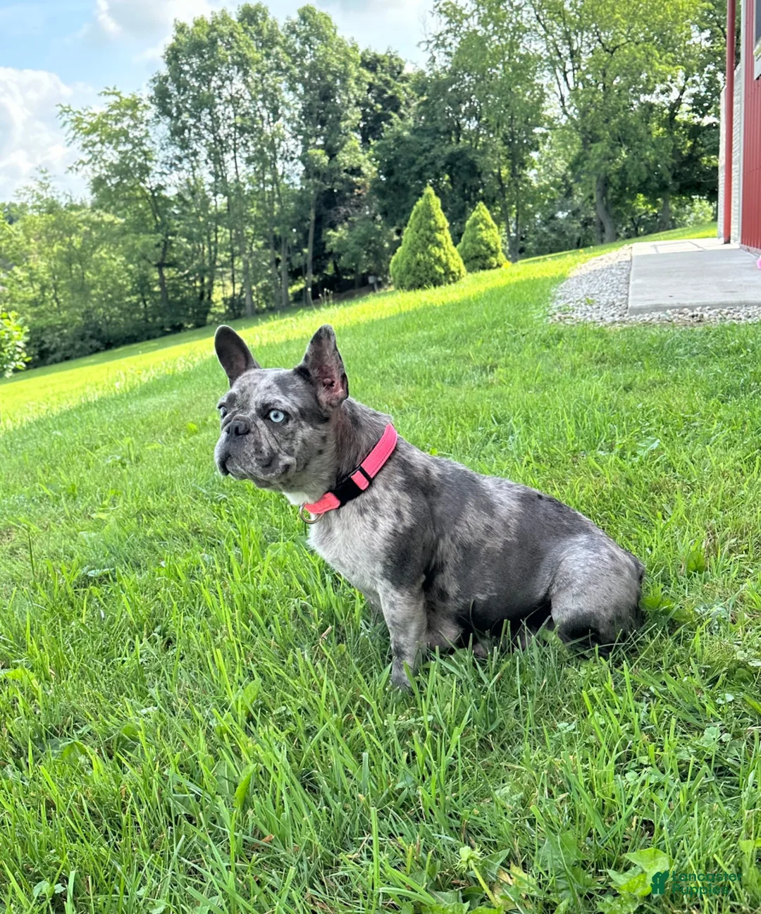 French Bulldog dogs for sale: Daisy - Ad 13