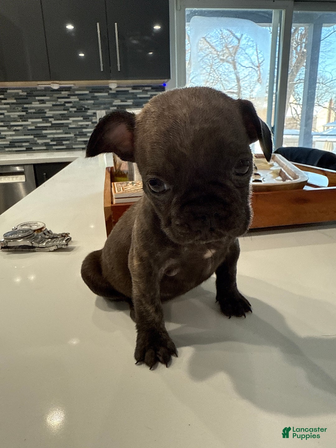 French Bulldog dogs for sale: French Bulldog Puppy 7 - Ad 8