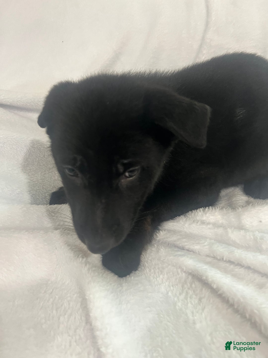 German Shepherd dogs for sale: German Shepherd Puppy 6 - Ad 2