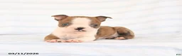 Boston Terrier dogs for sale: Alex - Ad 3
