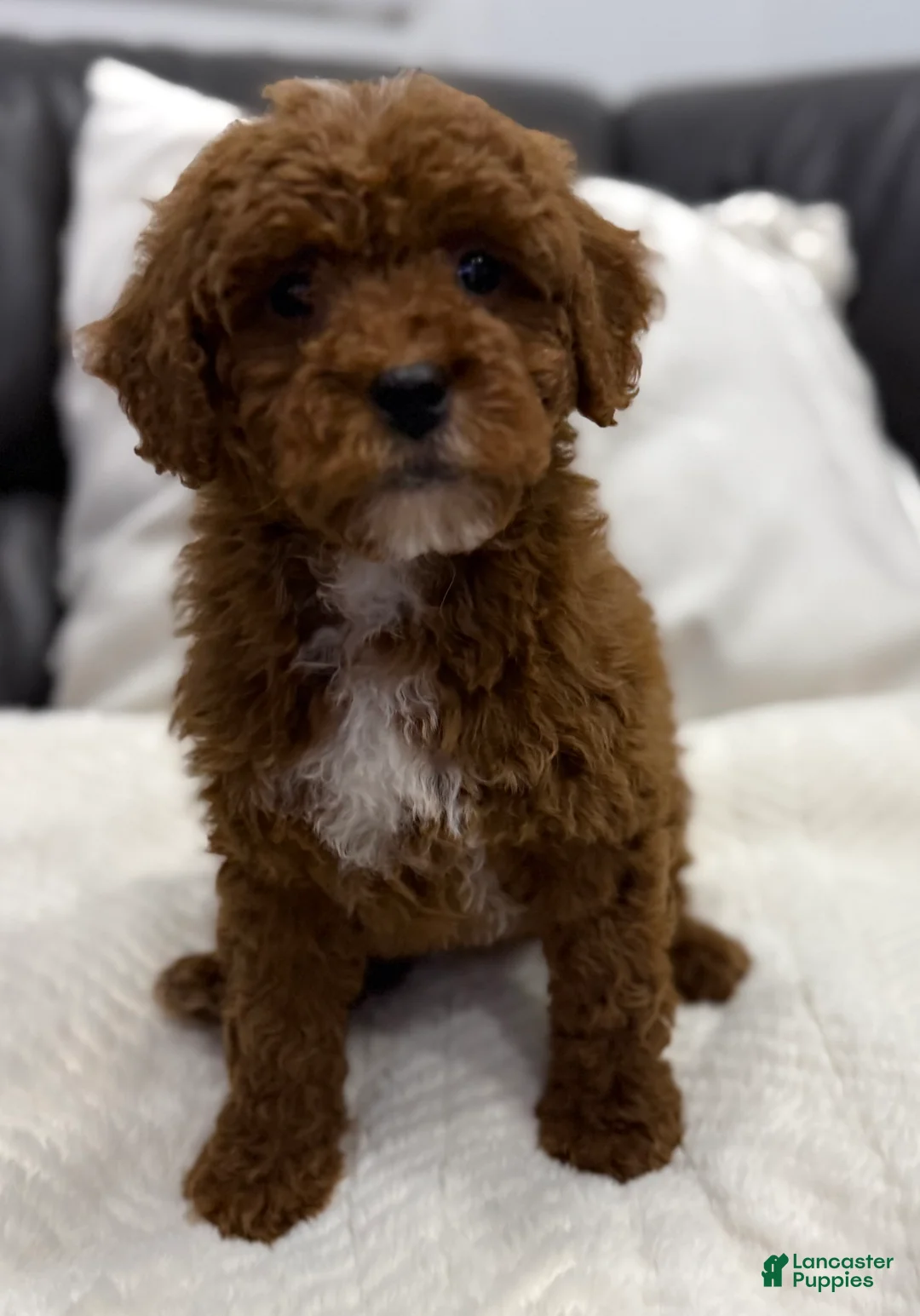 Mini Goldendoodle dogs for sale: Chubbs - Ad 2
