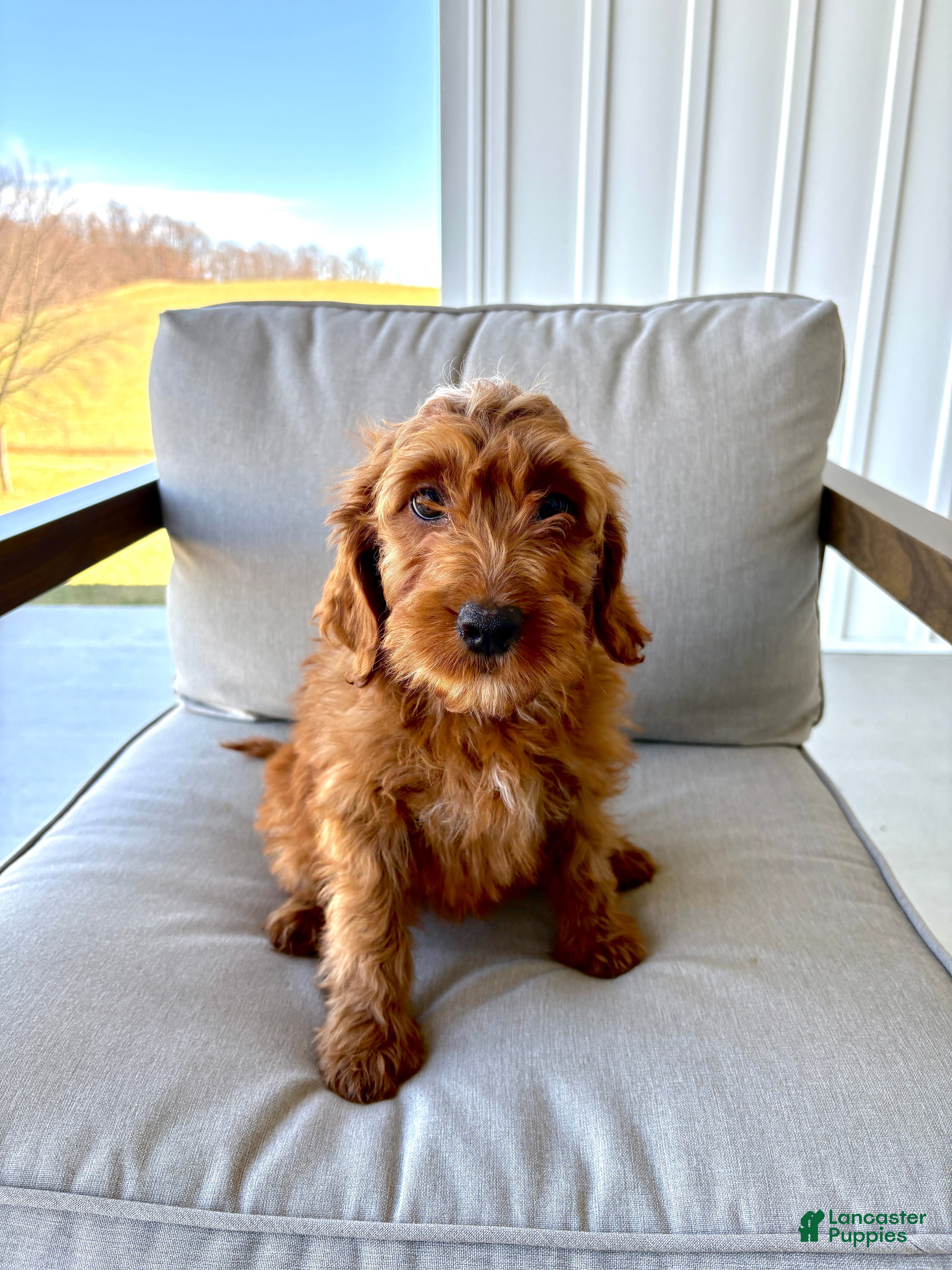 Irish Doodle dogs Candy - Ad 1