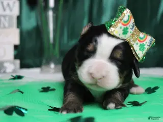 Bernese Mountain Dog dogs Olive - Ad 15