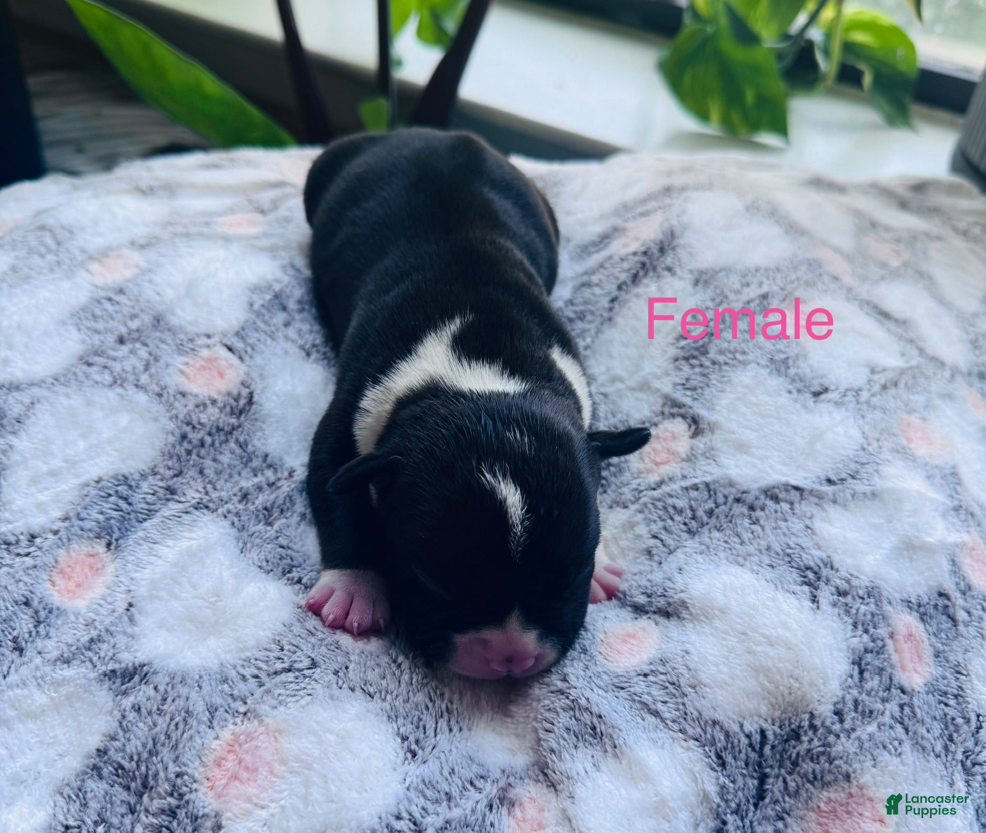 American Bully dogs American Bully 9 - Ad 29