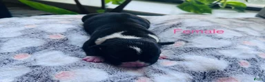 American Bully 9