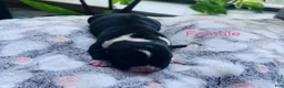 American Bully dogs for sale: American Bully 9 - Ad 1
