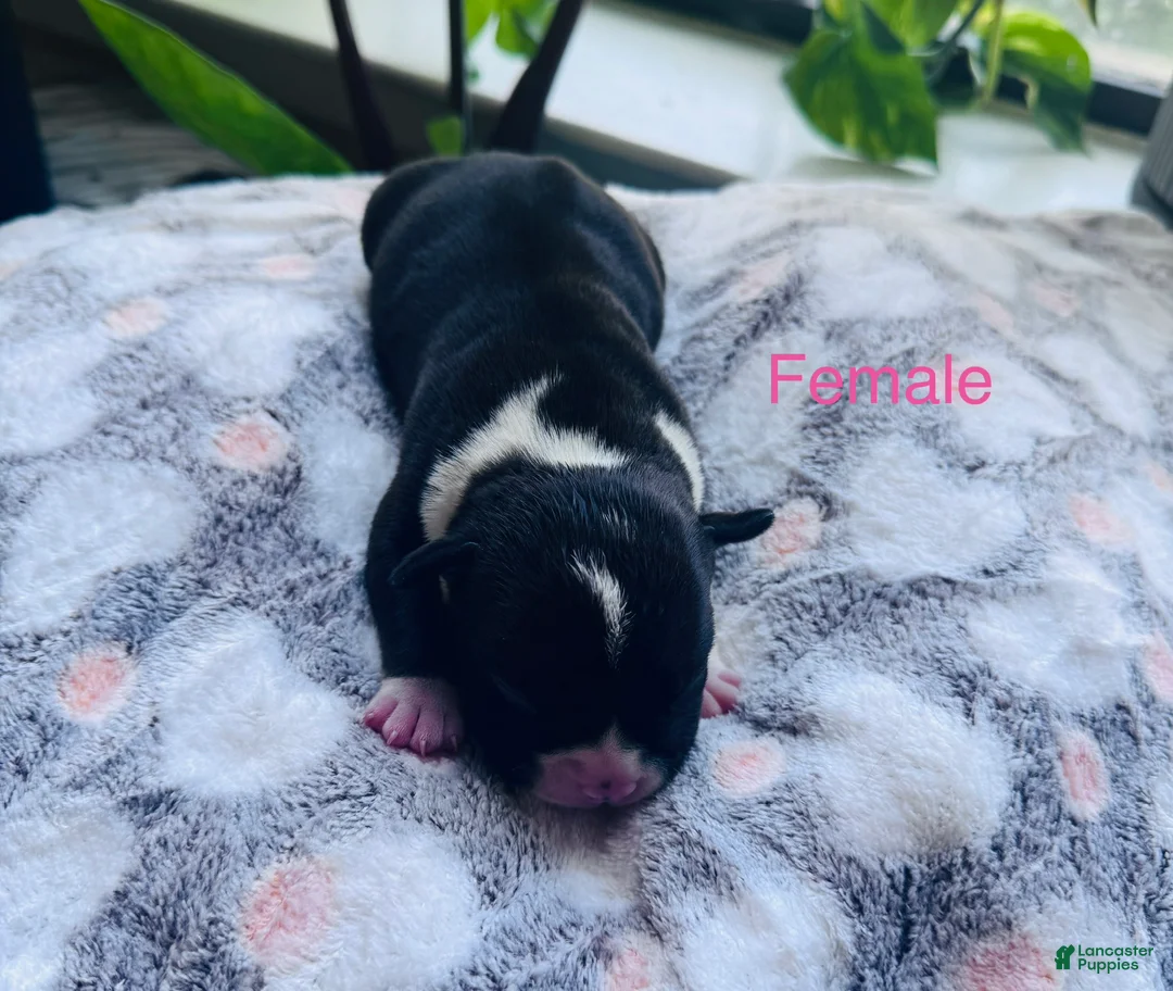 American Bully dogs for sale: American Bully 9 - Ad 1