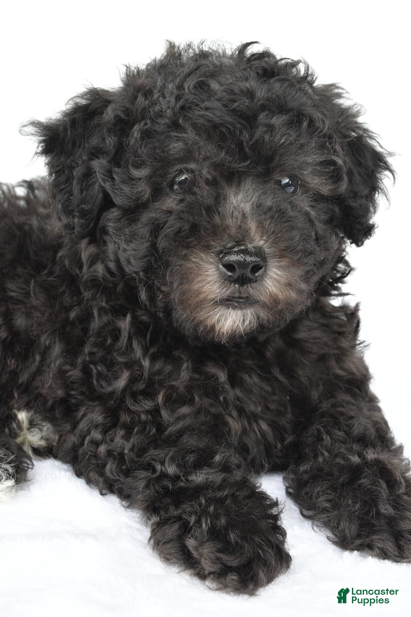Miniature Poodle dogs Patrick  - Ad 2