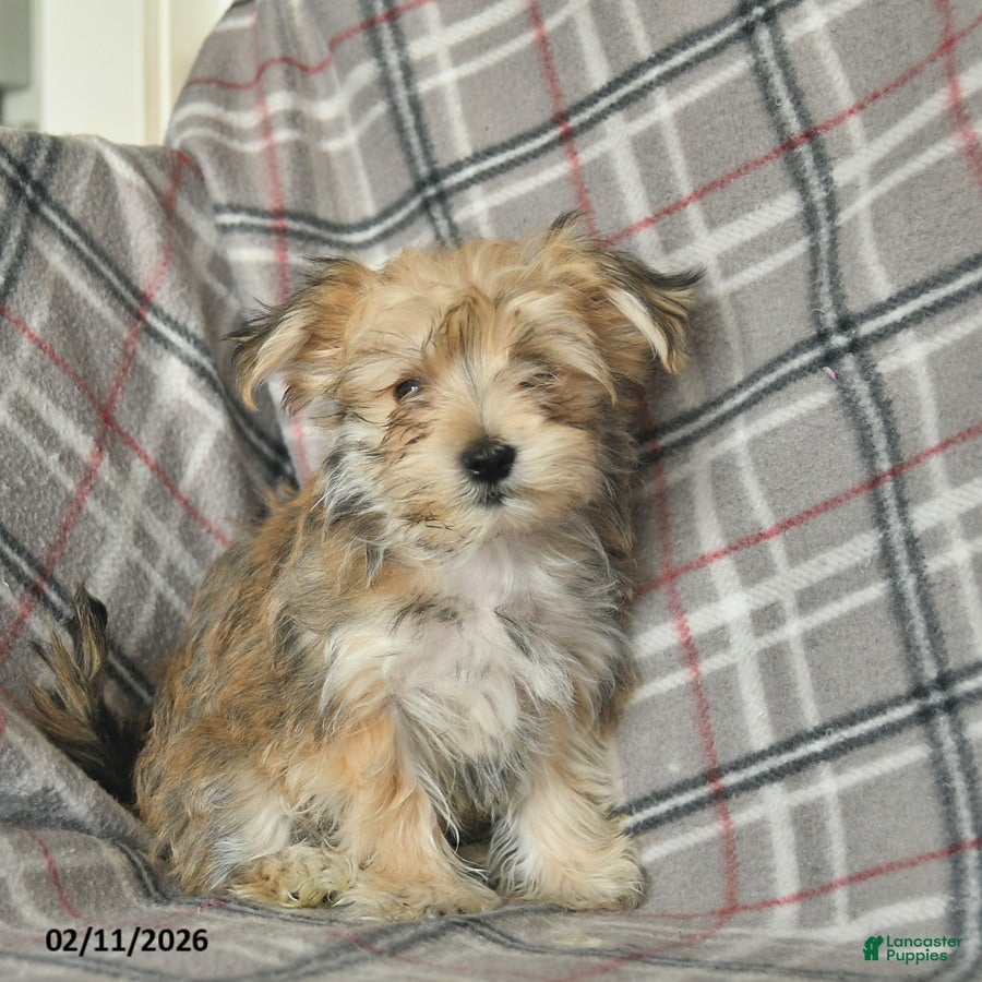 Morkie dogs Nugget - Ad 4