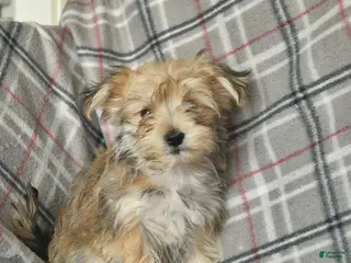 Morkie dogs Nugget - Ad 4