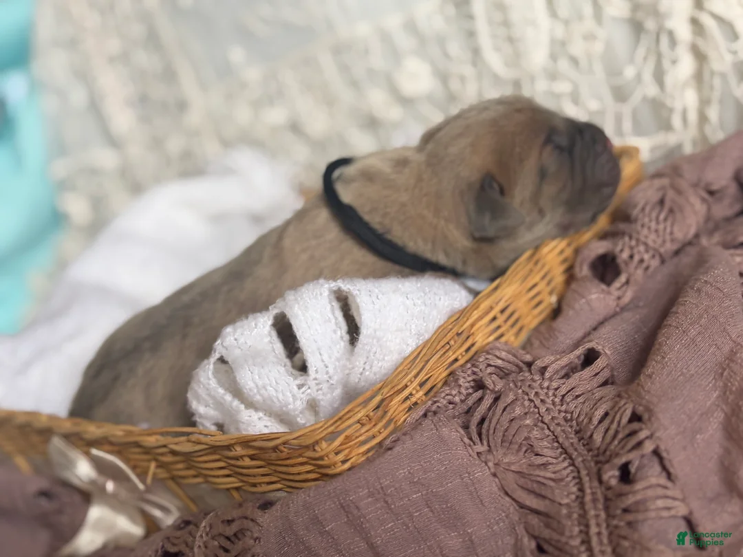 Cane Corso dogs for sale: Cane Corso Puppy 2 - Ad 2