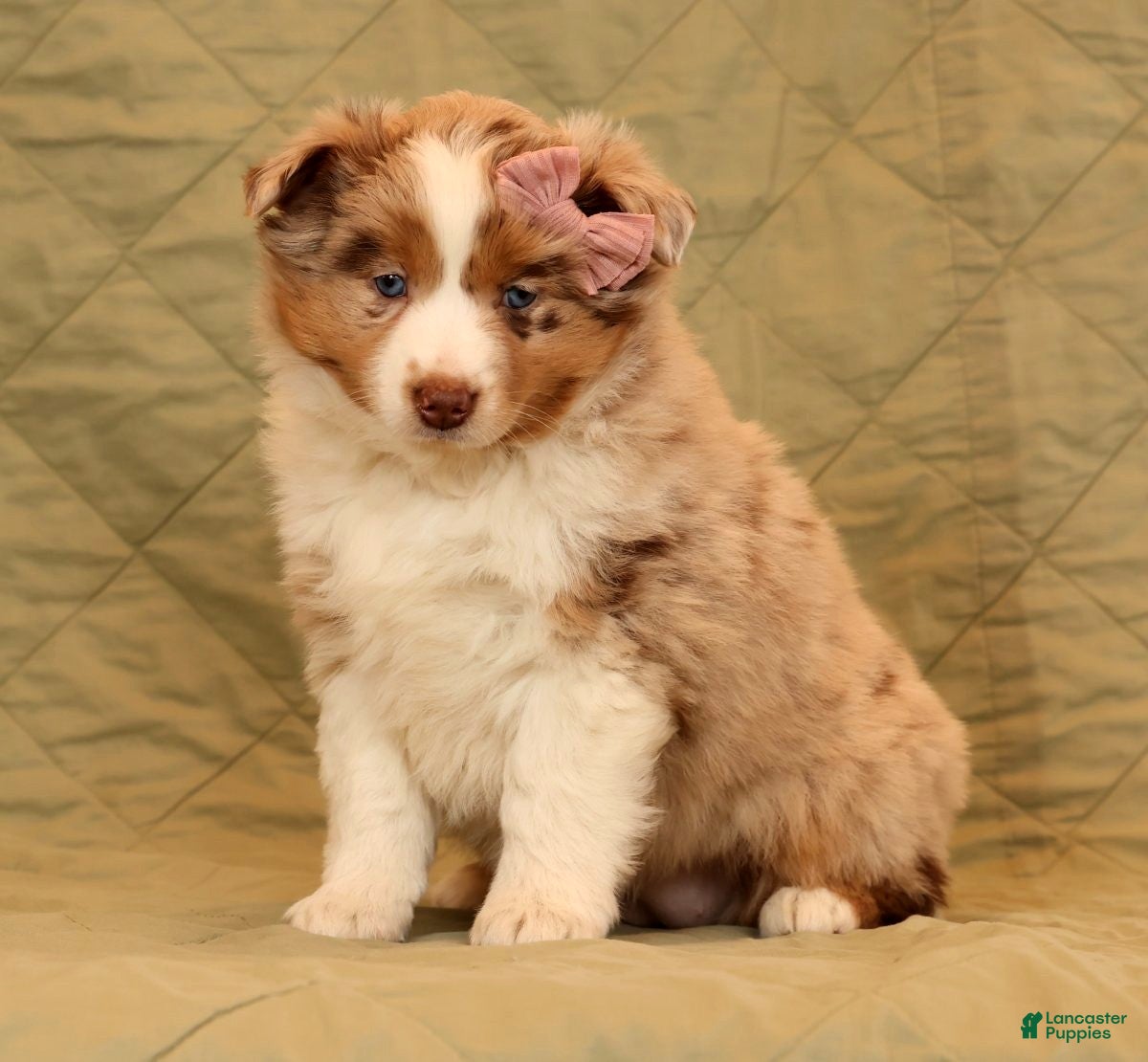 Miniature Australian Shepherd dogs Chloe - Ad 1