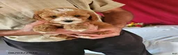 Cavapoo dogs for sale: Tonya - Ad 2