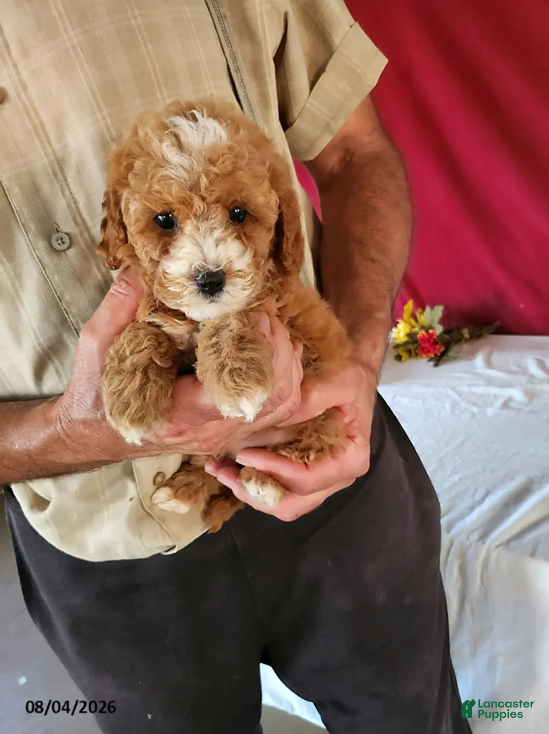 Cavapoo dogs for sale: Tonya - Ad 2