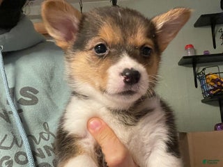 Welsh Corgi Pembroke dogs for sale: Pip - Ad 3