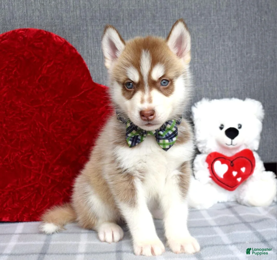 Siberian Husky dogs for sale: Clifford - Ad 3