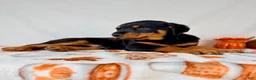 Rottweiler dogs for sale: AKC Duke - Ad 4