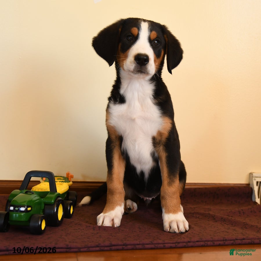 Pepper (Greater Swiss Mountain Dog, Male) in Manheim, PA