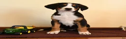 Greater Swiss Mountain Dog dogs for sale: Pepper - Ad 1
