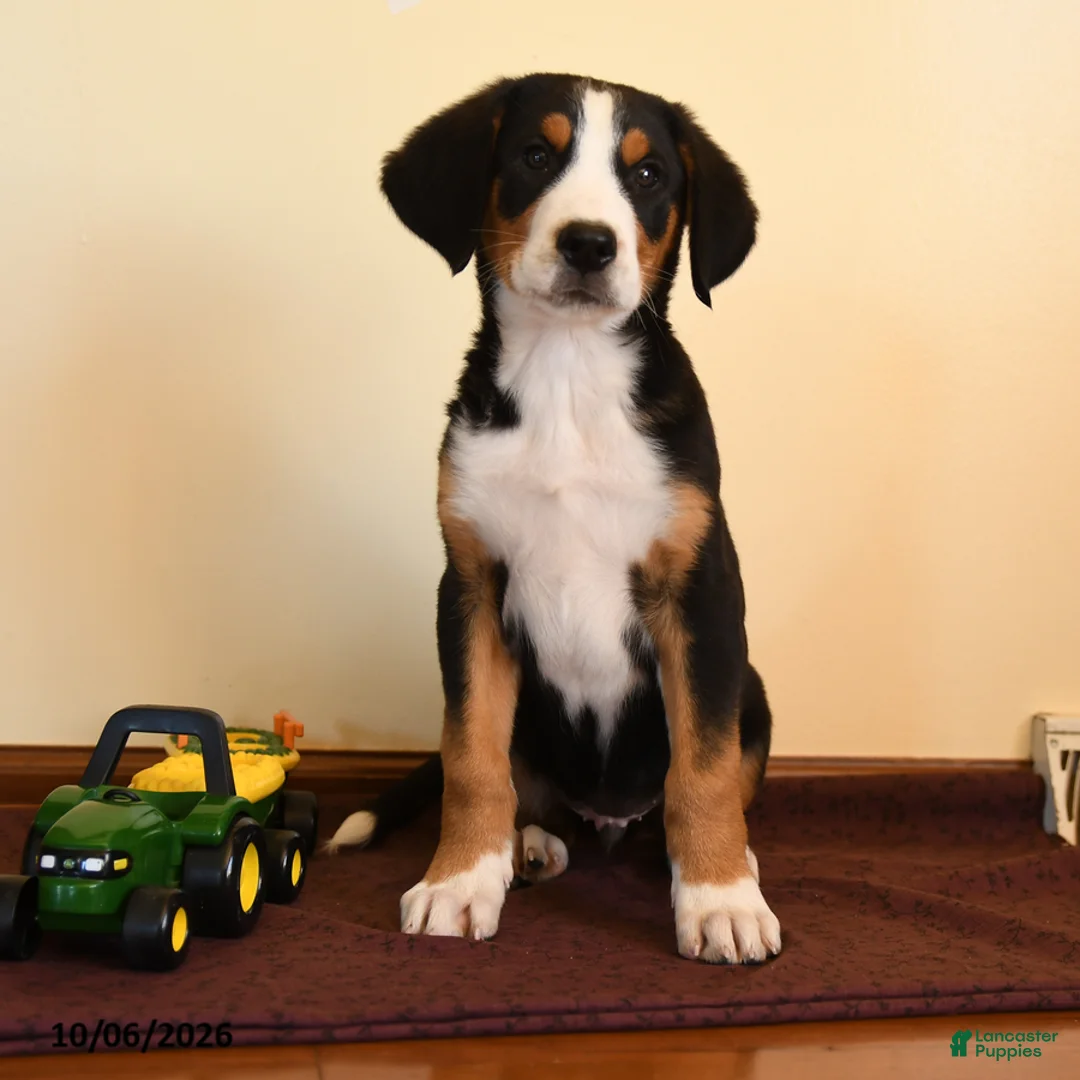 Greater Swiss Mountain Dog dogs for sale: Pepper - Ad 1