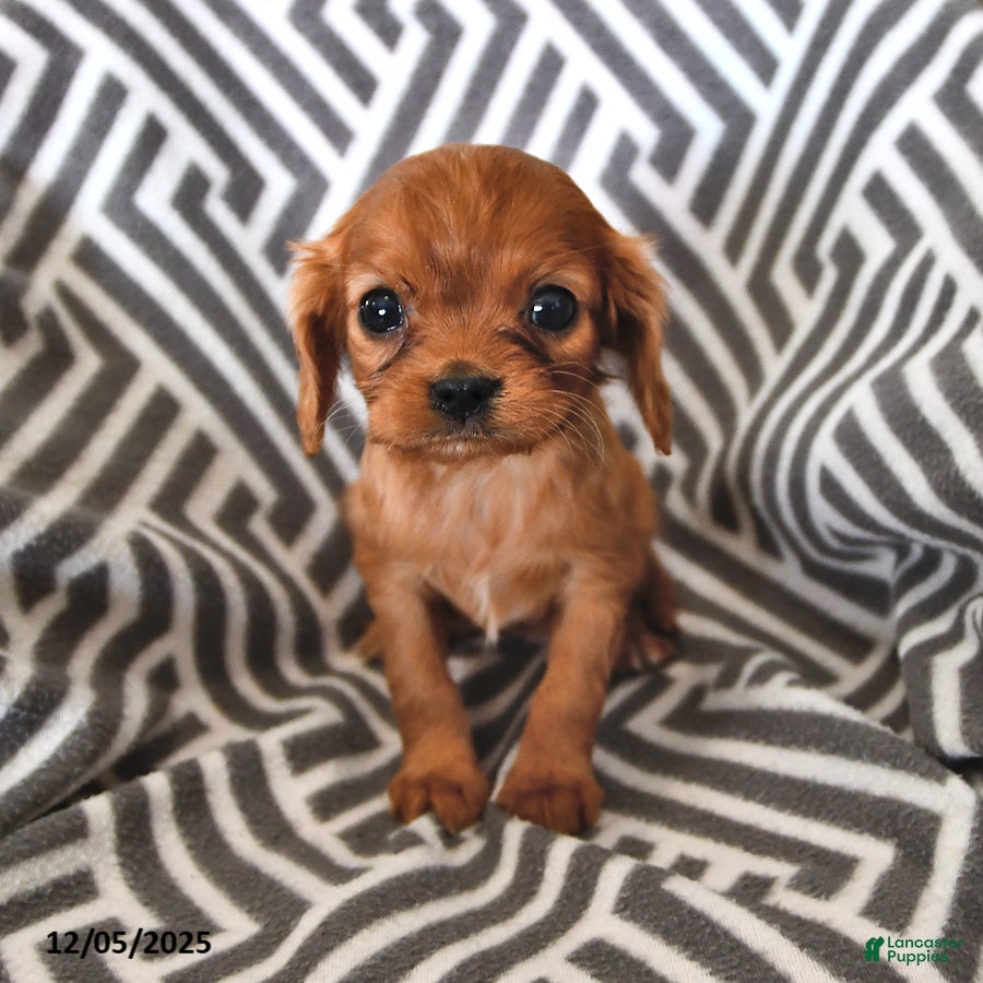 Cavalier King Charles Spaniel dogs Pansy - Ad 22