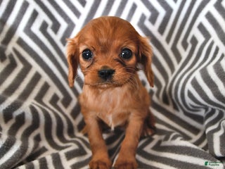 Cavalier King Charles Spaniel dogs Pansy - Ad 41