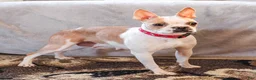 Boston Terrier dogs for sale: Mickey - Ad 6