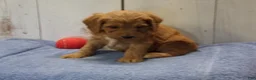 Cockapoo dogs for sale: Barney - Ad 5