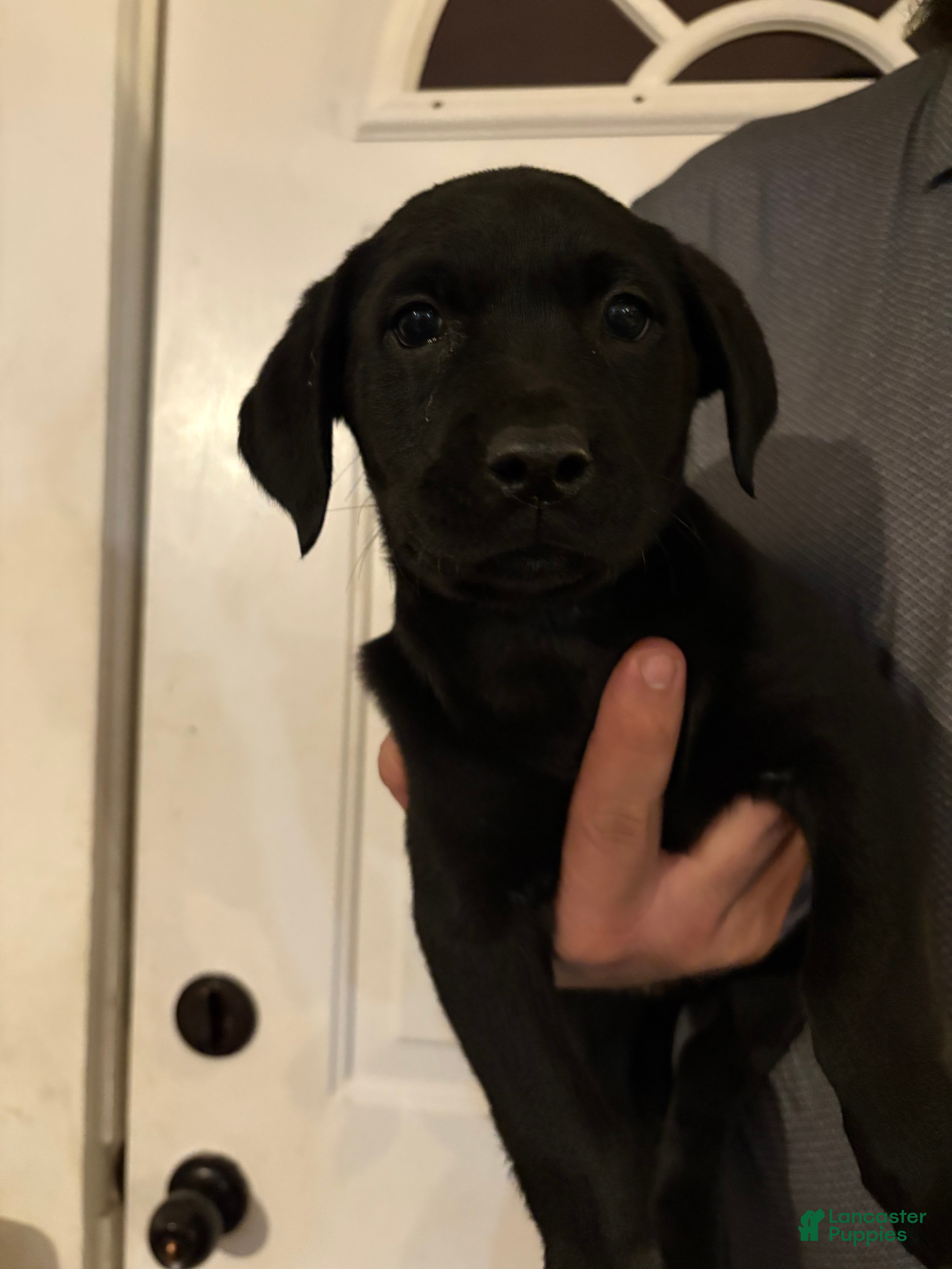 Labrador Retriever dogs Maggie - Ad 27