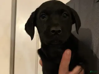 Labrador Retriever dogs Maggie - Ad 27