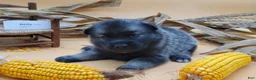Norwegian Elkhound dogs for sale: Betty - Ad 2