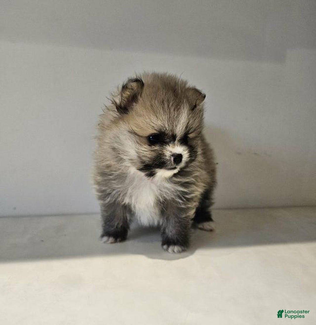 Pomeranian dogs for sale: Lola - Ad 1