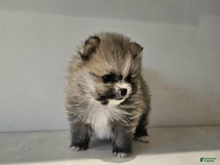 Pomeranian dogs Lola - Ad 31