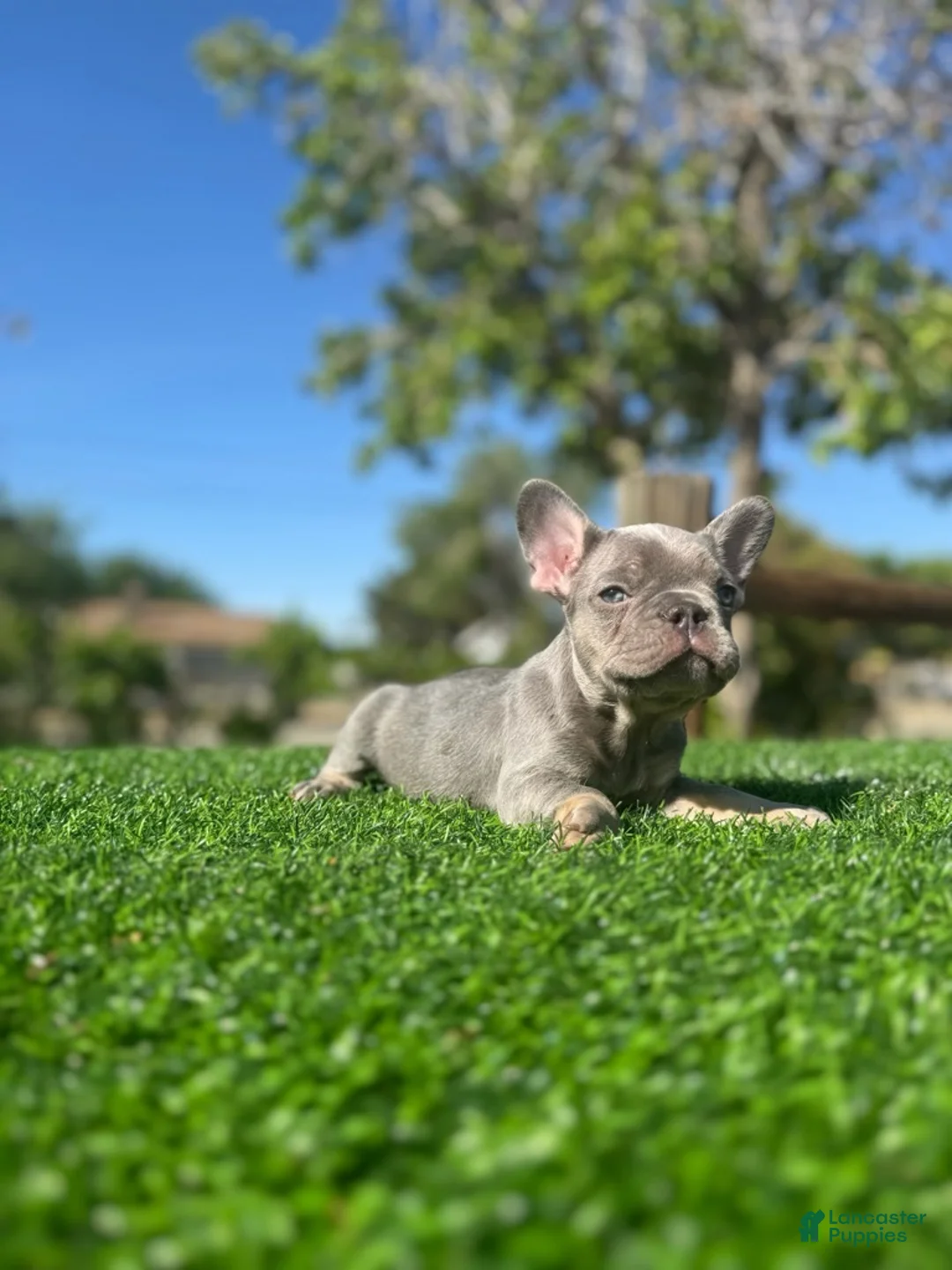 French Bulldog dogs for sale: IDRIS - LILAC TAN ADORABLE LIL GUY - Ad 2