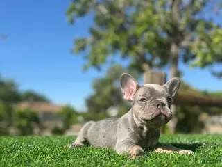 French Bulldog dogs IDRIS - LILAC TAN ADORABLE LIL GUY - Ad 27