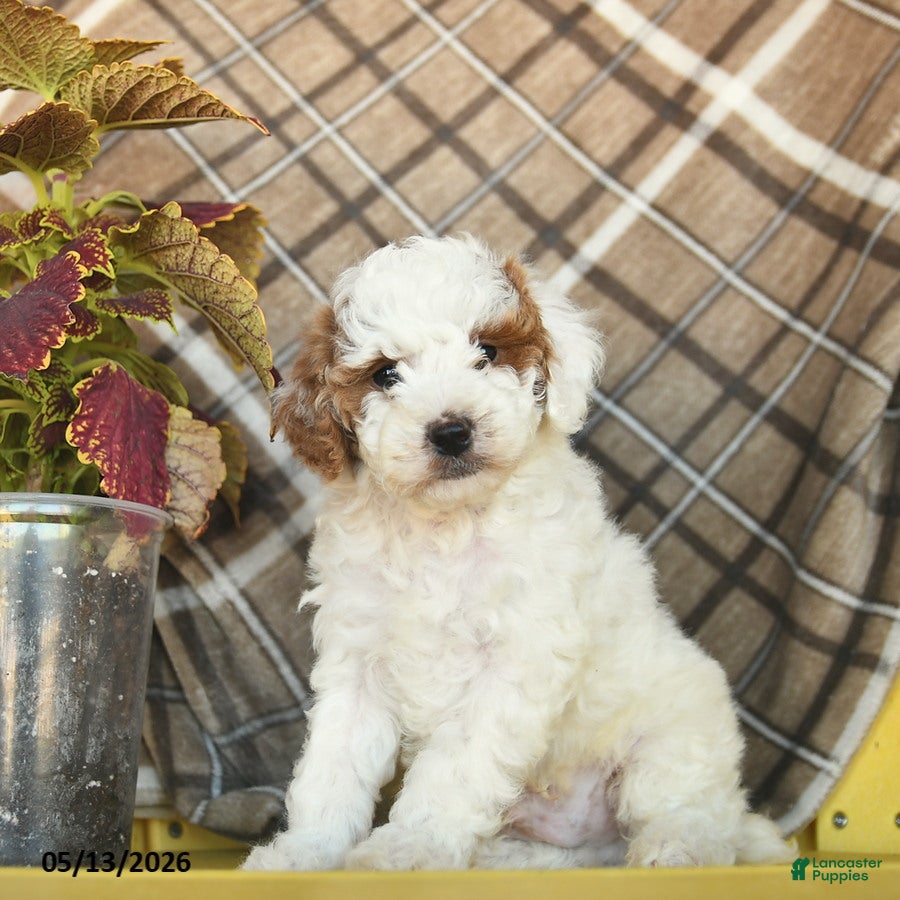 Toy Poodle dogs Fluffy  - Ad 2